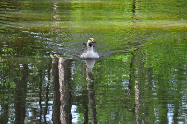 duck swimming